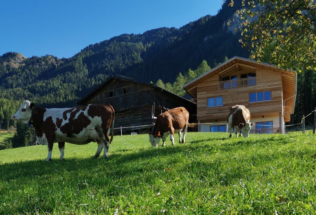 Ein Bild, das Gras, draußen, Kuh, weiden enthält.

Automatisch generierte Beschreibung